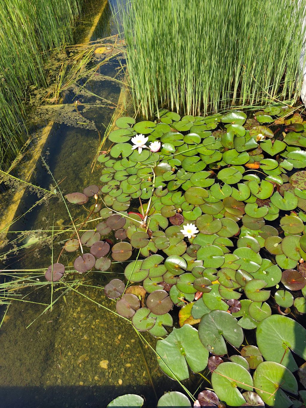 Recenzija Huawei P60 Pro - 3