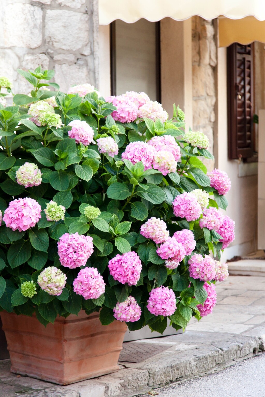 Hortenzije