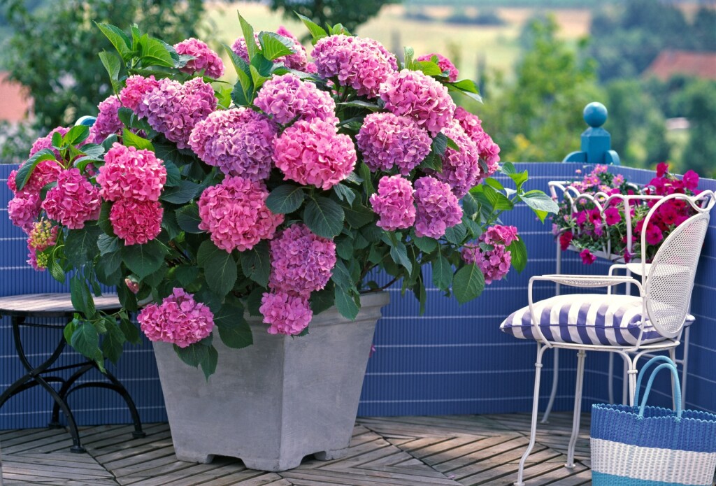Hortenzije na balkonu