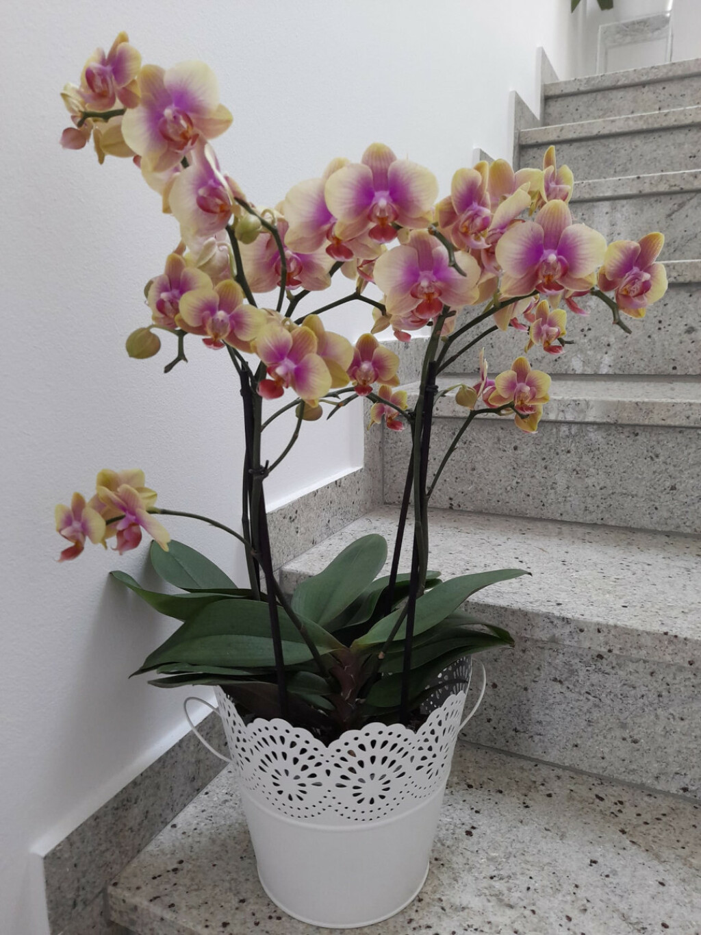 Barbara Martinić iz Donje Stubice uzgaja orhideje - 1