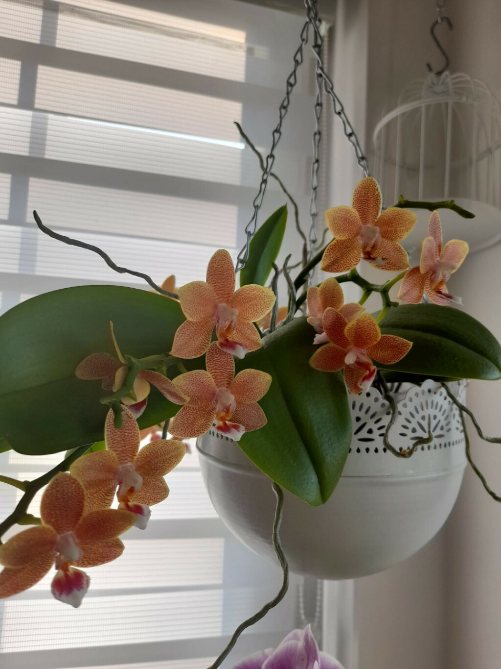 Barbara Martinić iz Donje Stubice uzgaja orhideje - 6