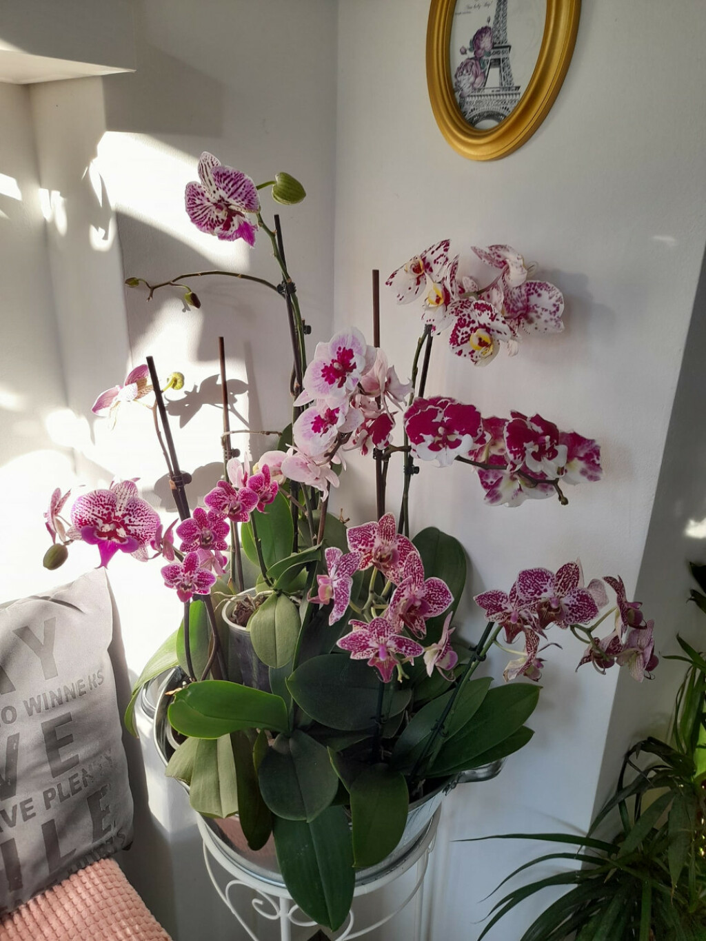 Barbara Martinić iz Donje Stubice uzgaja orhideje - 7