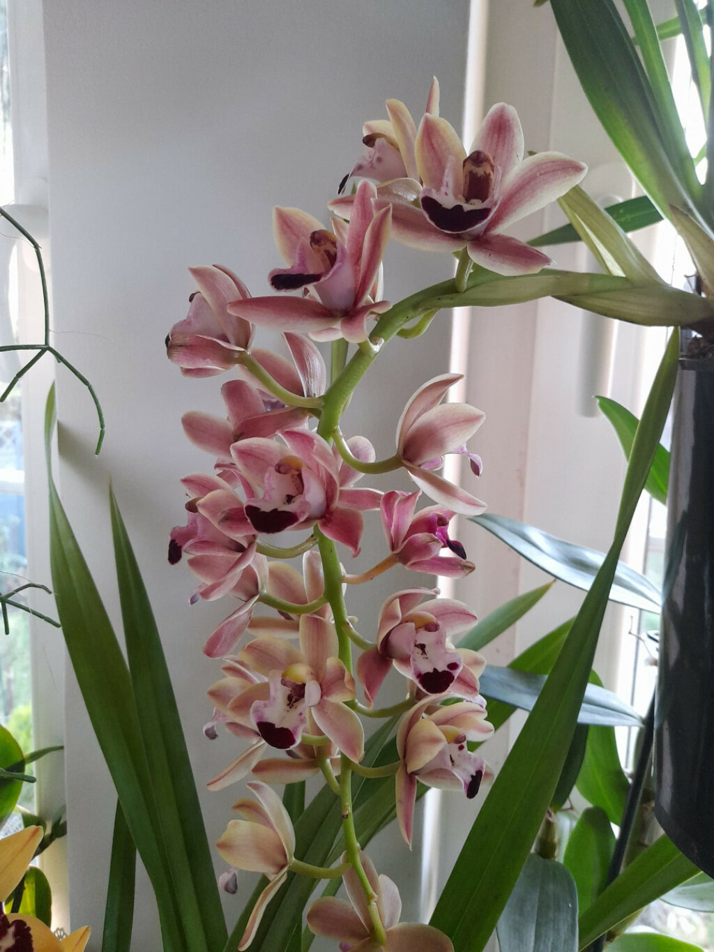 Barbara Martinić iz Donje Stubice uzgaja orhideje - 13