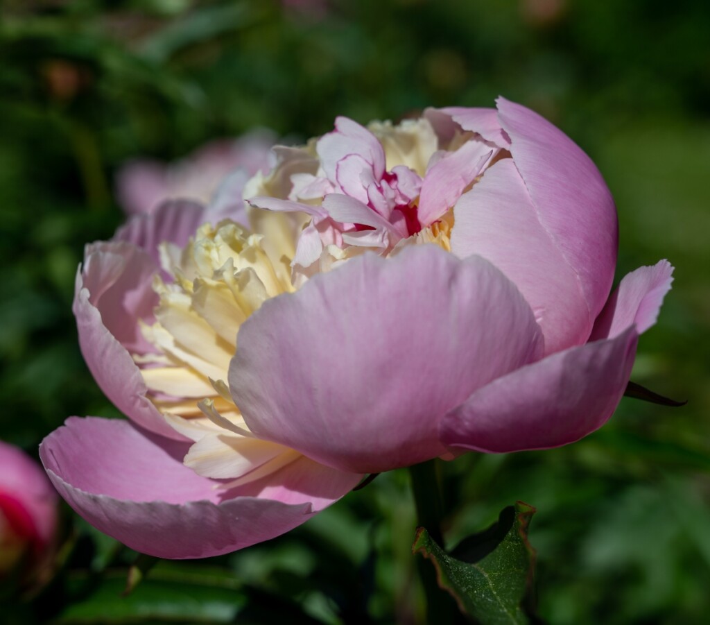 Dvobojni Philomele ističe se divnim mirisom