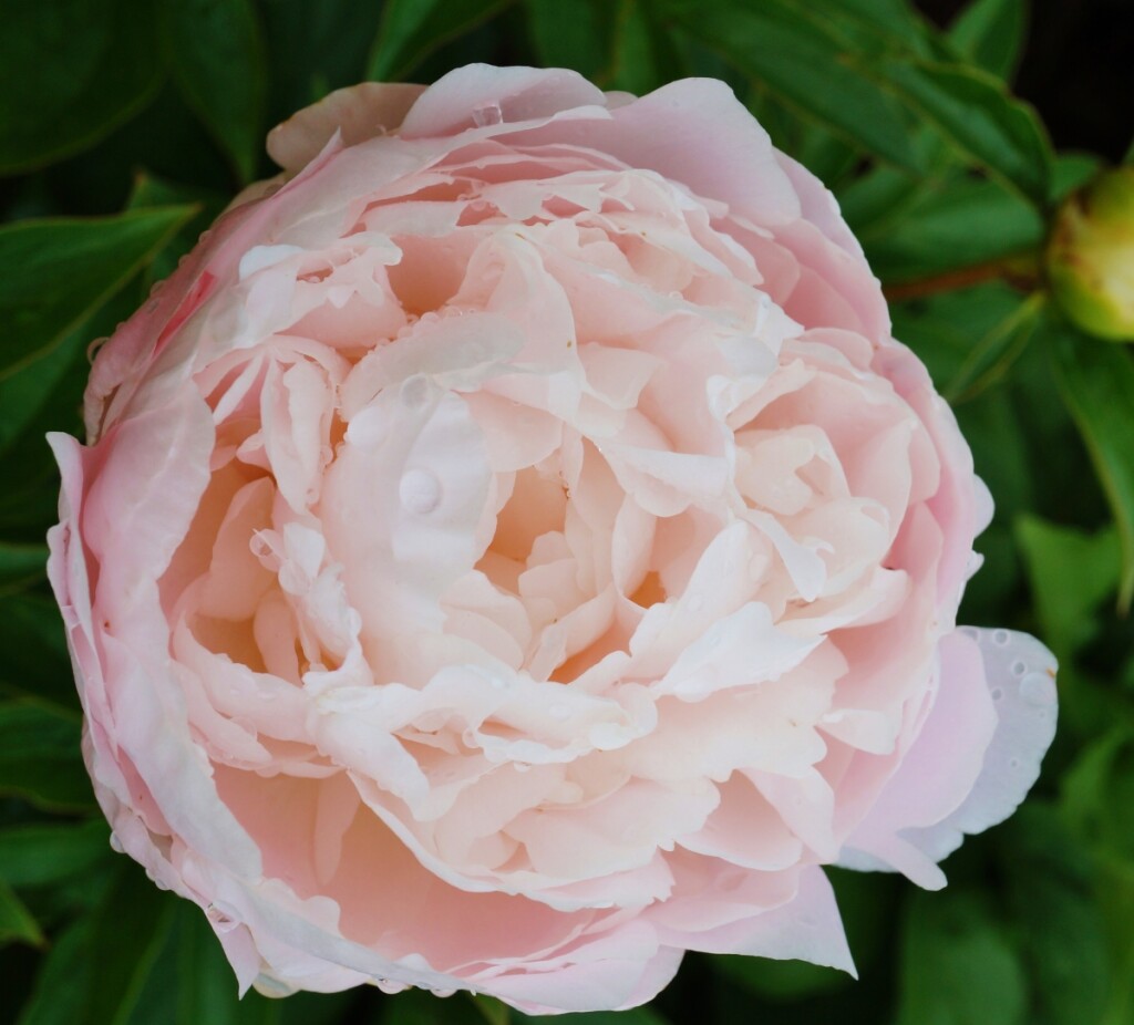 Nježnoružičasti božur Moonstone ima snažan i ugodan miris