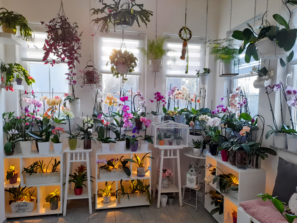 Zbirka Barbare Martinić iz Donje Stubice broji preko 200 orhideja