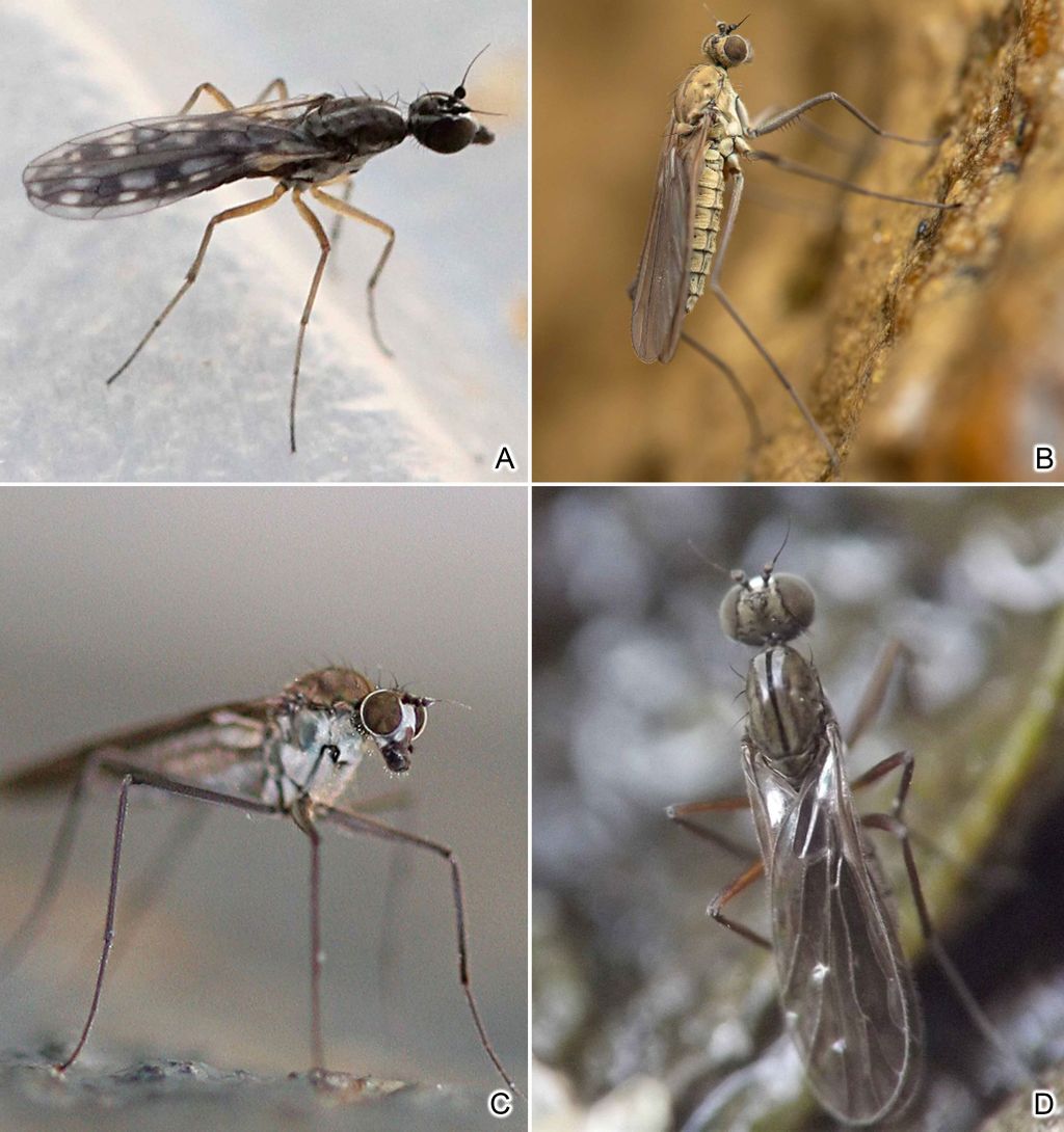 Vodene muhe plesačice