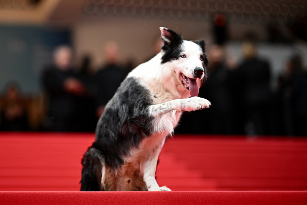 Pas Messi, zvijezda filma 'Anatomija pada', na crvenom tepihu u Cannesu - 1