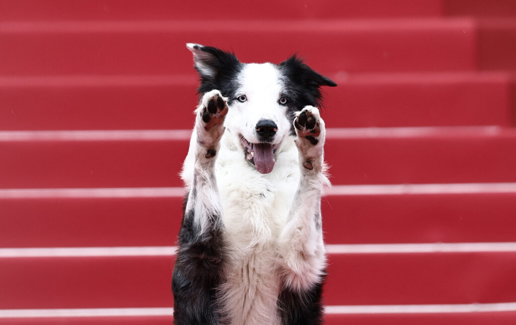 Pas Messi, zvijezda filma 'Anatomija pada', na crvenom tepihu u Cannesu - 10