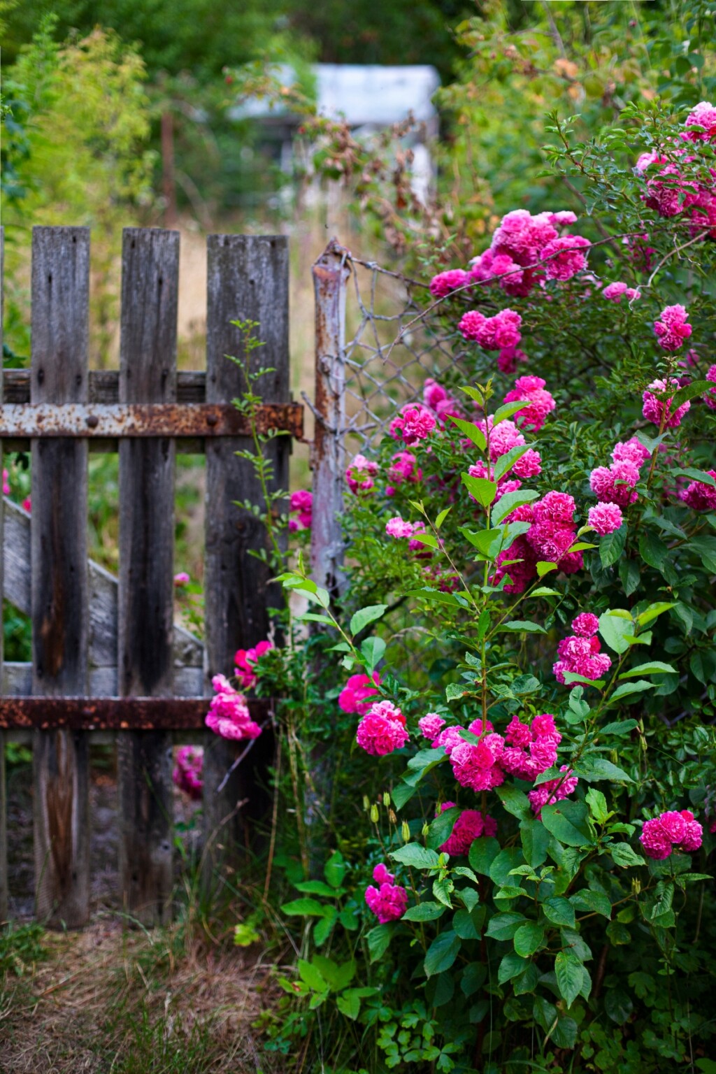 Ruže će zablistati uz koru banane