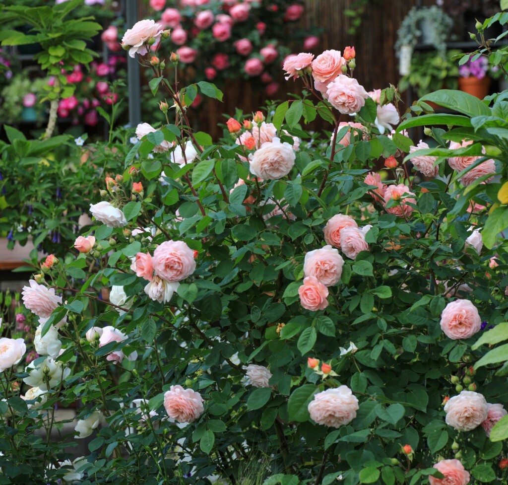 Ruže će zablistati uz koru banane