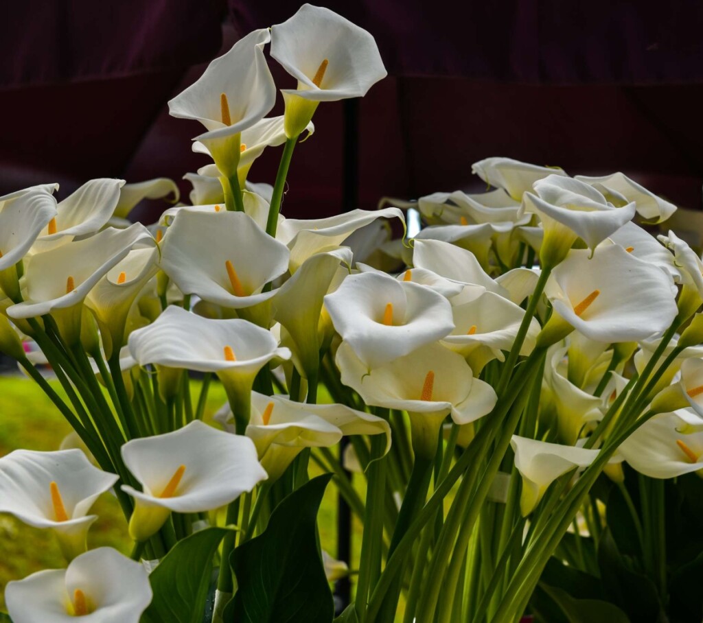 Ljubitelji cvijeća napokon će doći na svoje