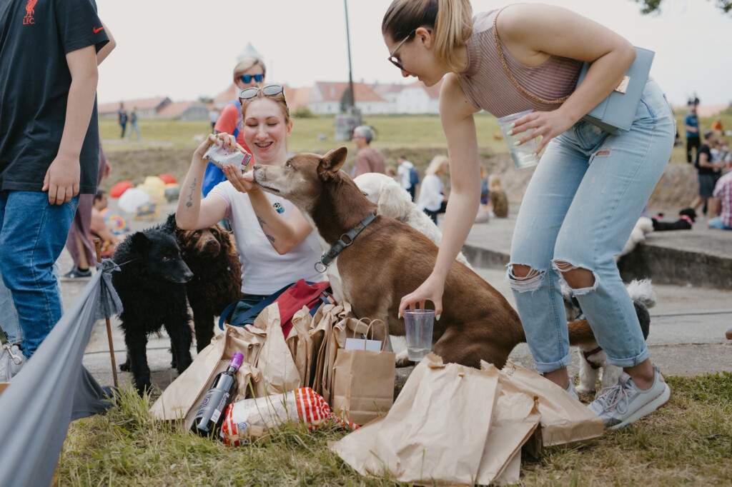 Tradicionalno događanje Povratak otpisanih 26. svibnja u osječkom azilu za pse - 6
