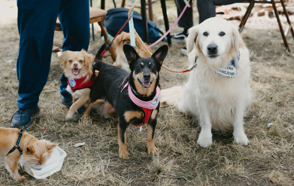 Tradicionalno događanje Povratak otpisanih 26. svibnja u osječkom azilu za pse - 8
