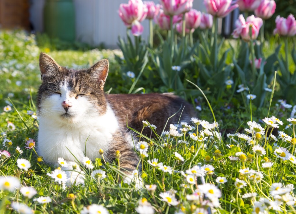 Nije sve cvijeće sigurno za mačke