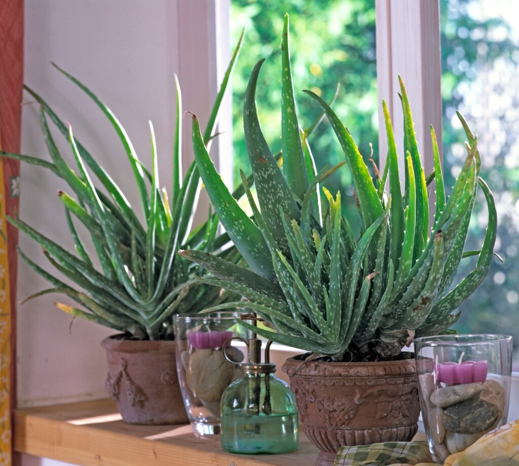 Aloe vera