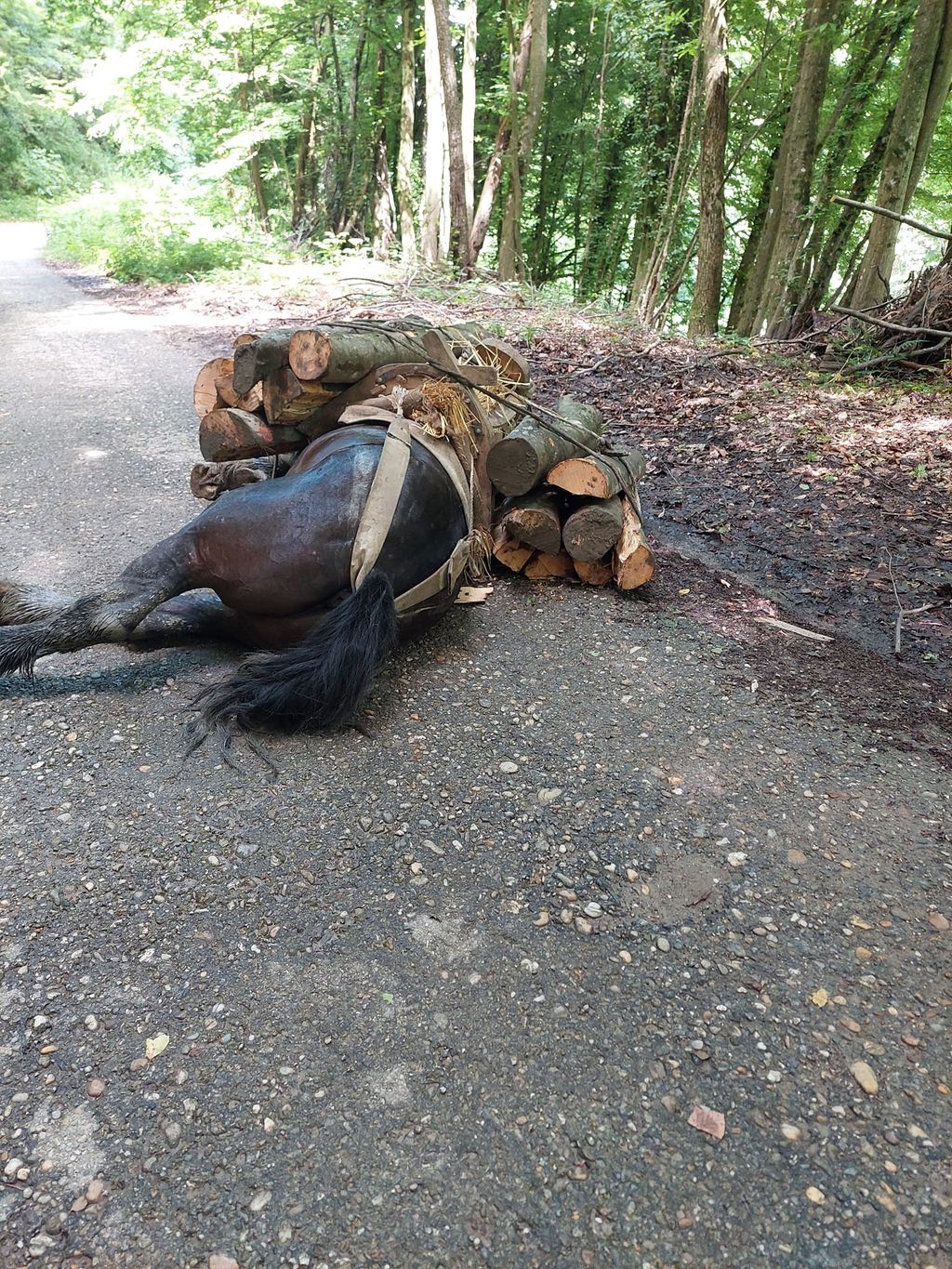 Konj leži pod teretom