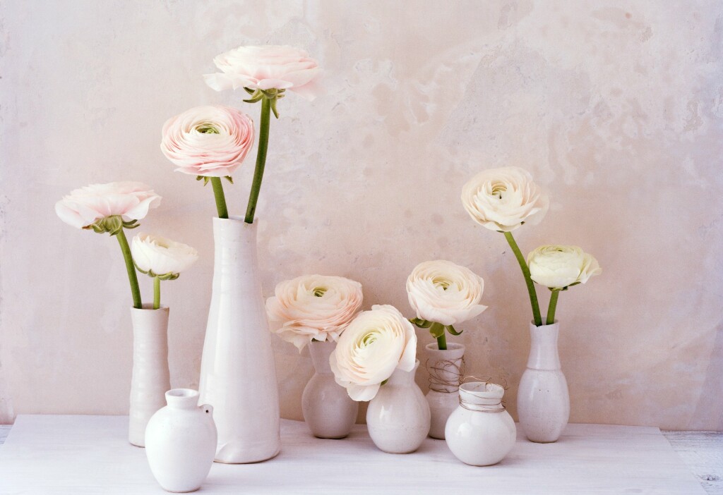 Ranunkula kao predivan ukras doma