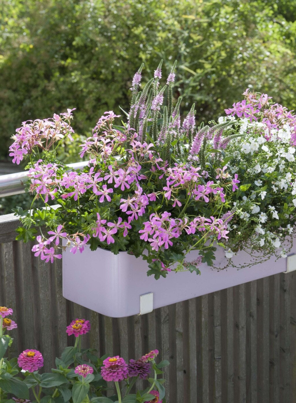 Pelargonije će biti idealne za balkone na sunčanoj strani