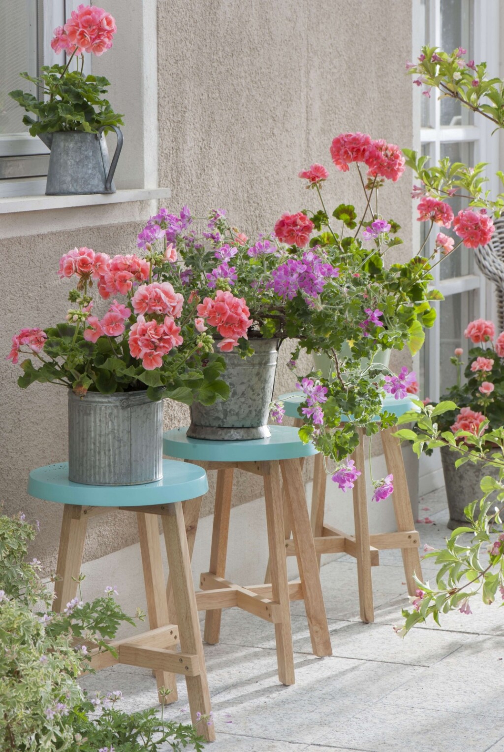 Pelargonija