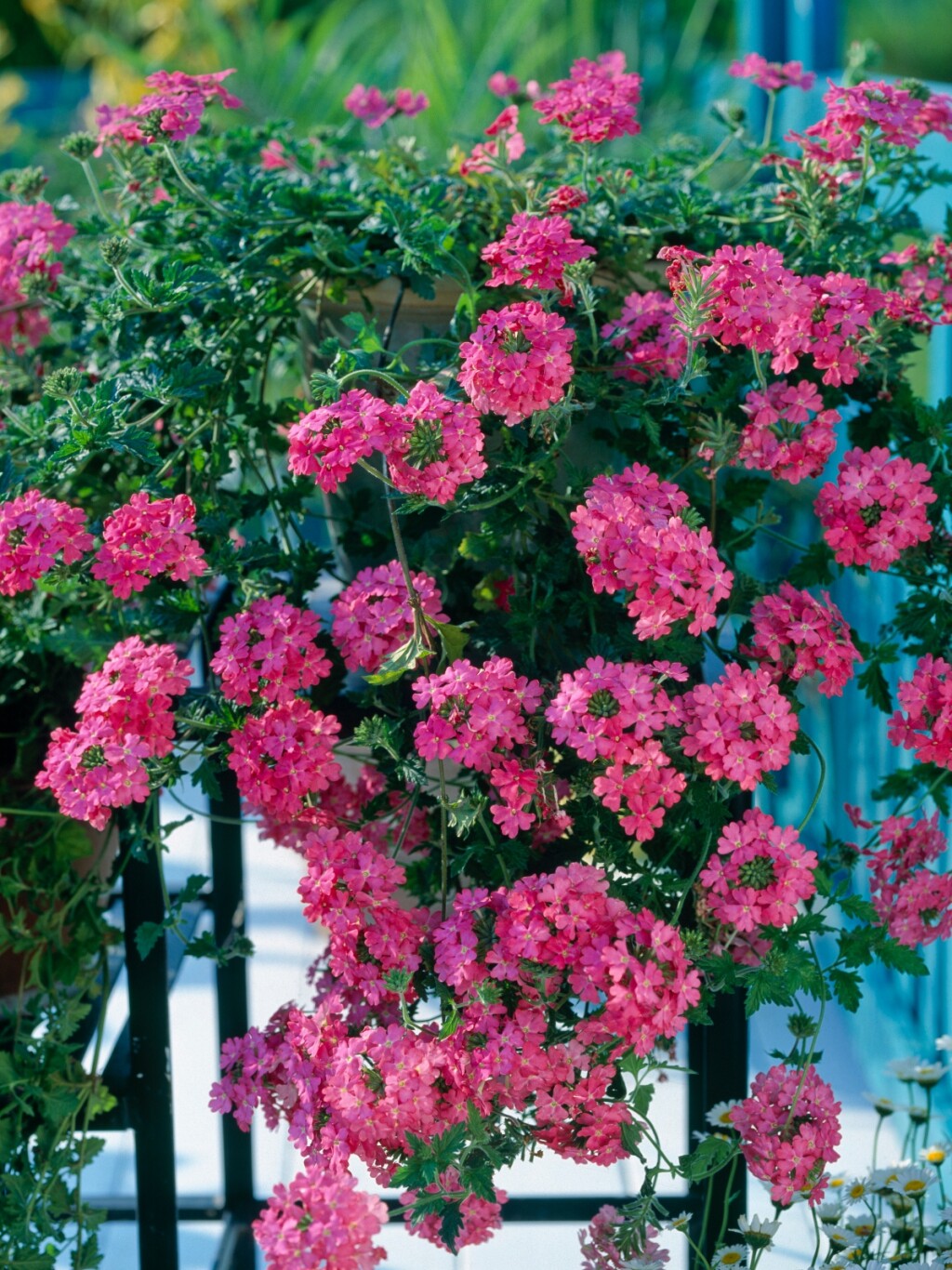 Verbena (sporiš)