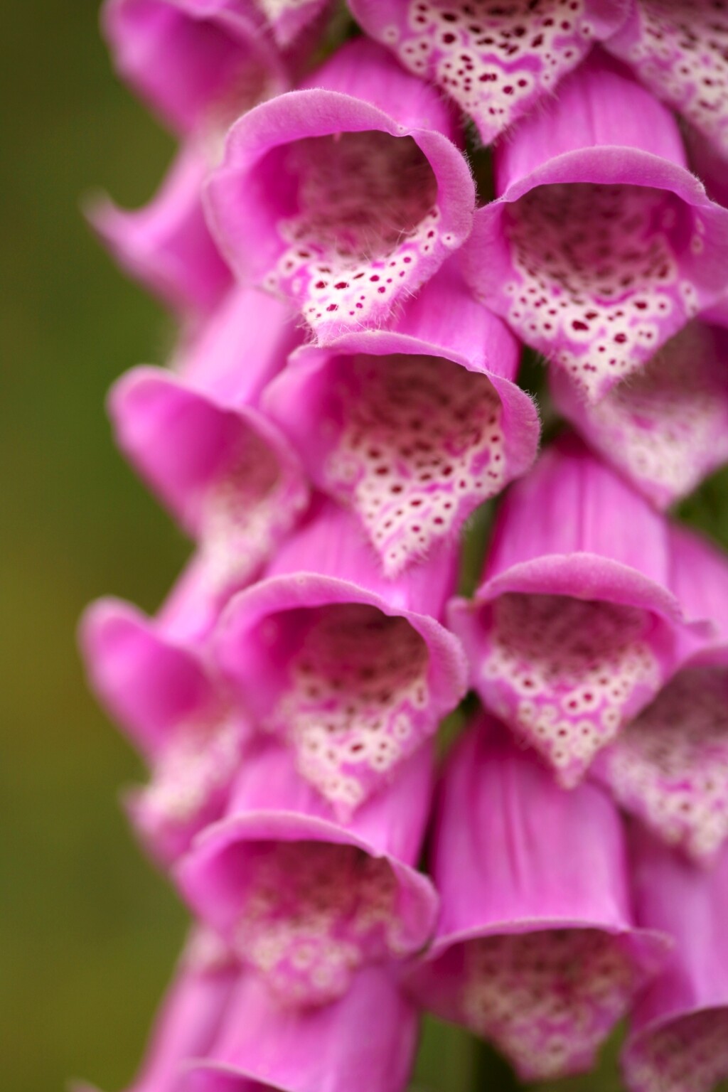 Naprstak (Digitalis)
