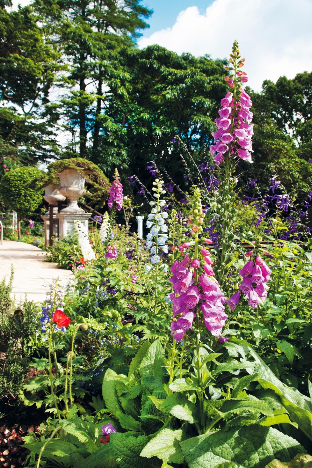 Naprstak (Digitalis)