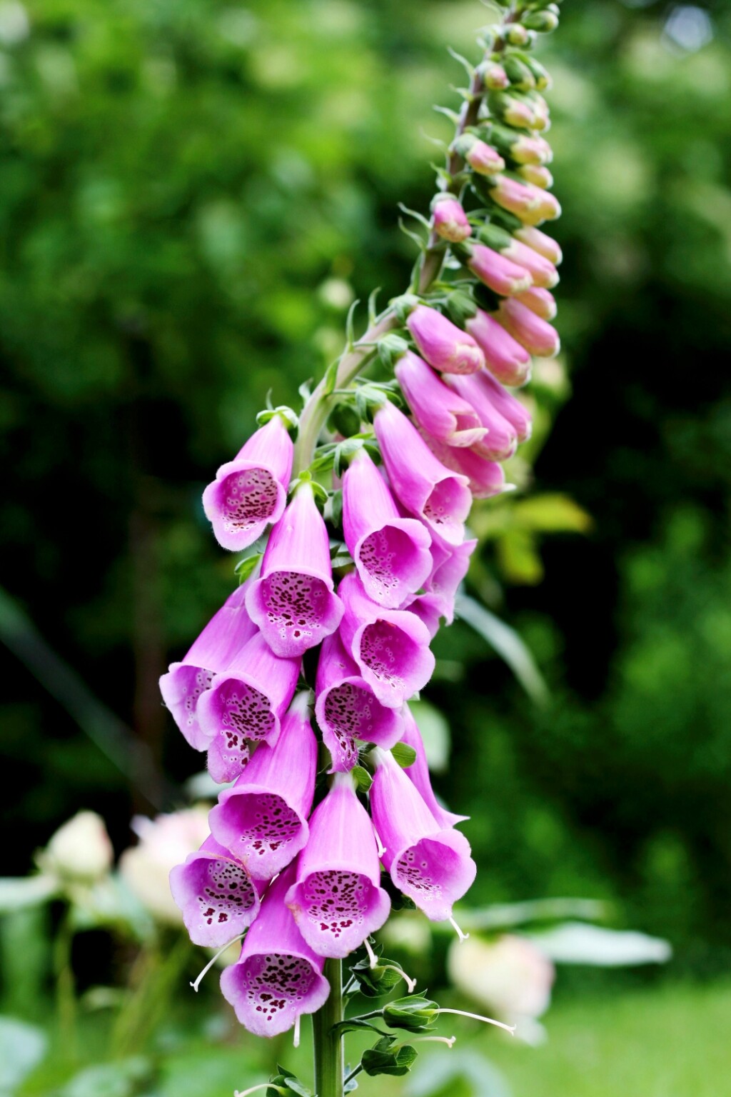 Naprstak (Digitalis)