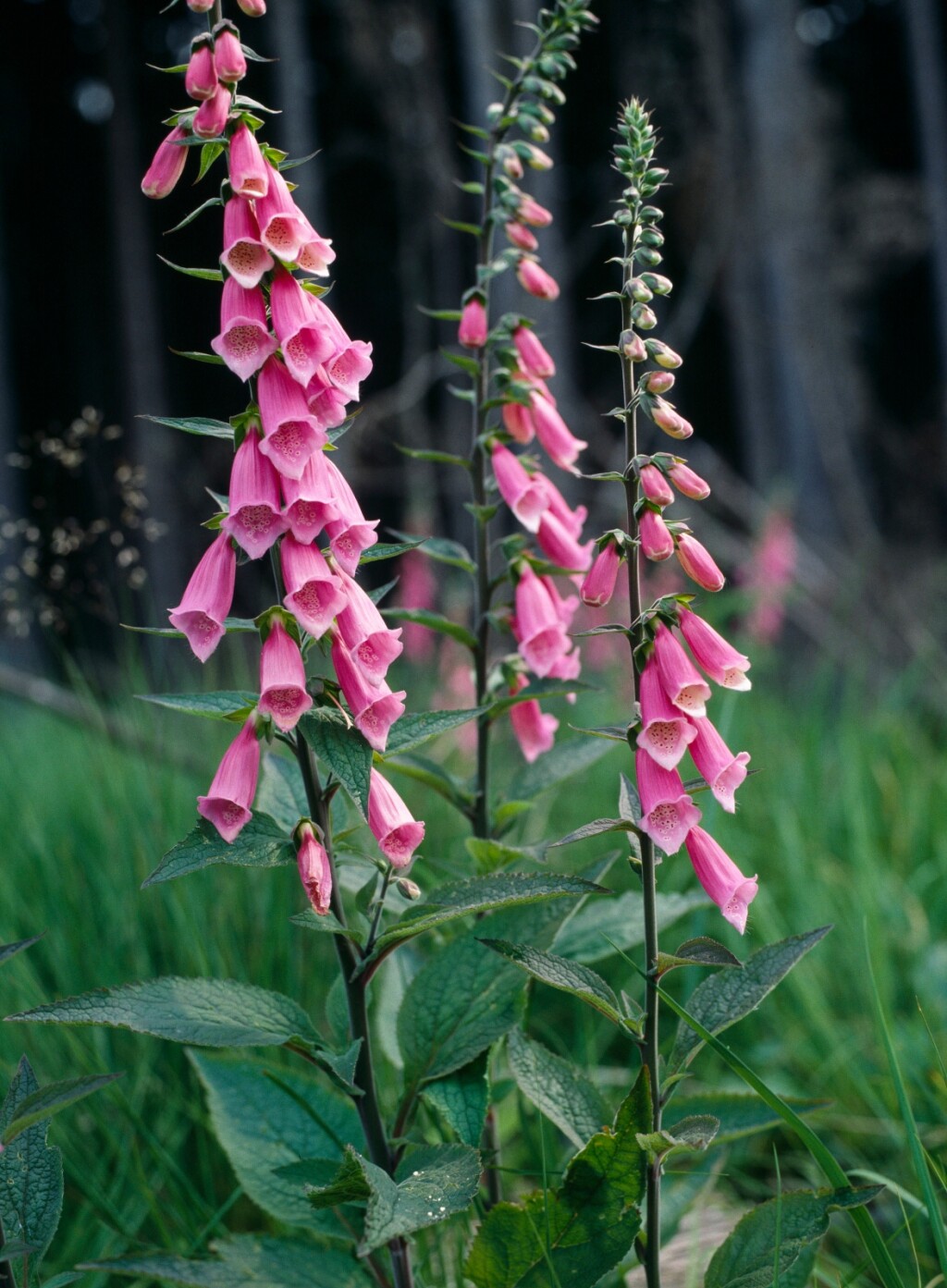 Naprstak (Digitalis)