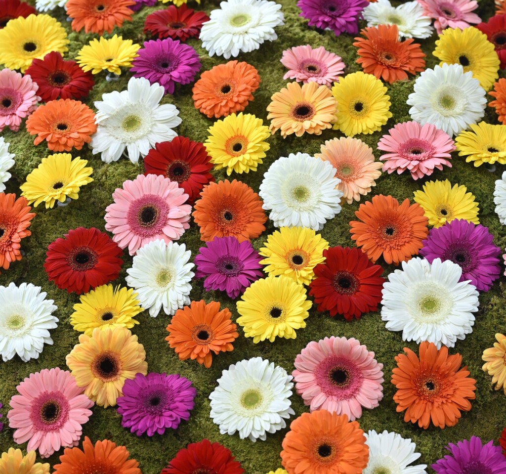 Floraart 2025.