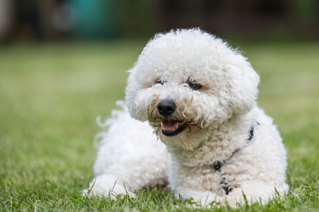 Bishon Frise