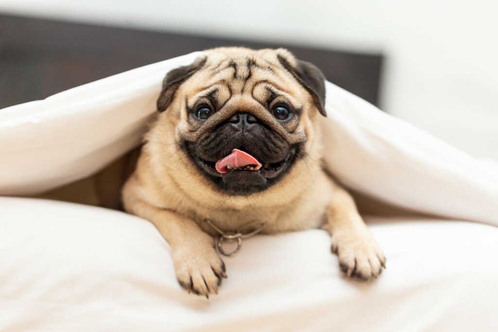 Mops