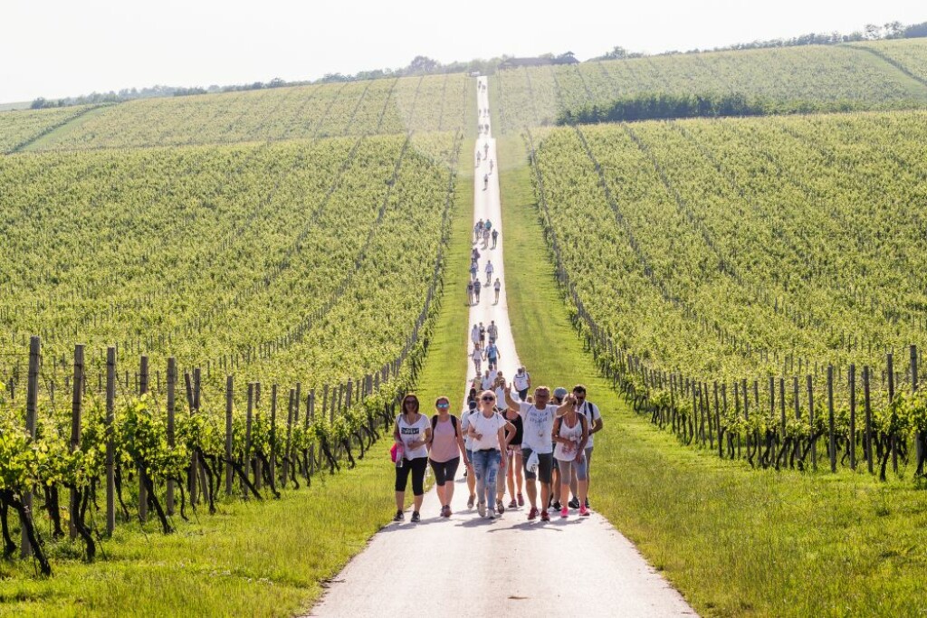 Baranja Wine & Walk,