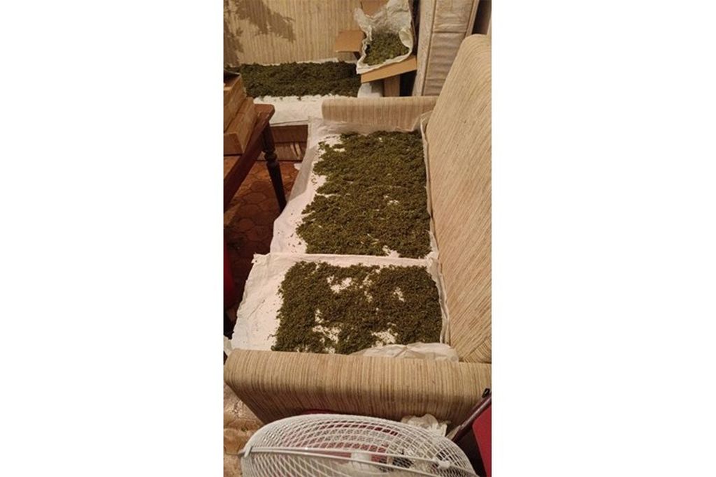 Plantaža konoplje