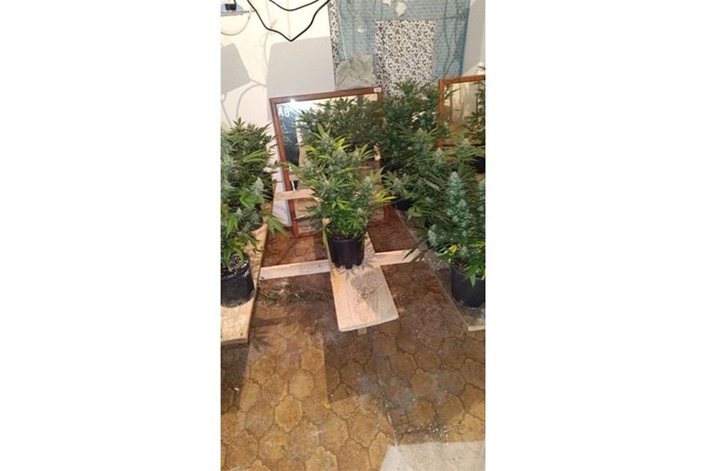 Plantaža konoplje