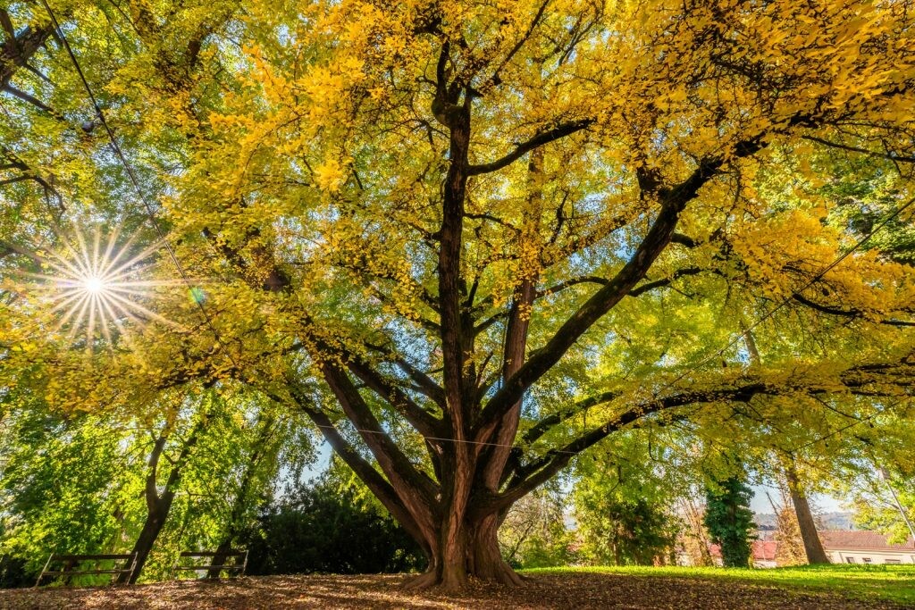 Ginko biloba