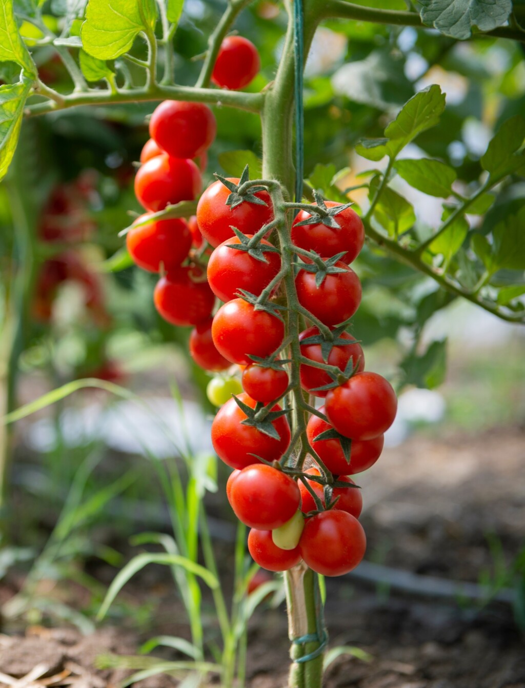 Cherry rajčica