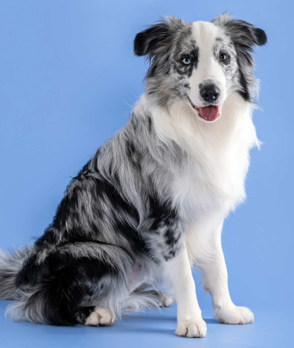 Border collie s merle krznom