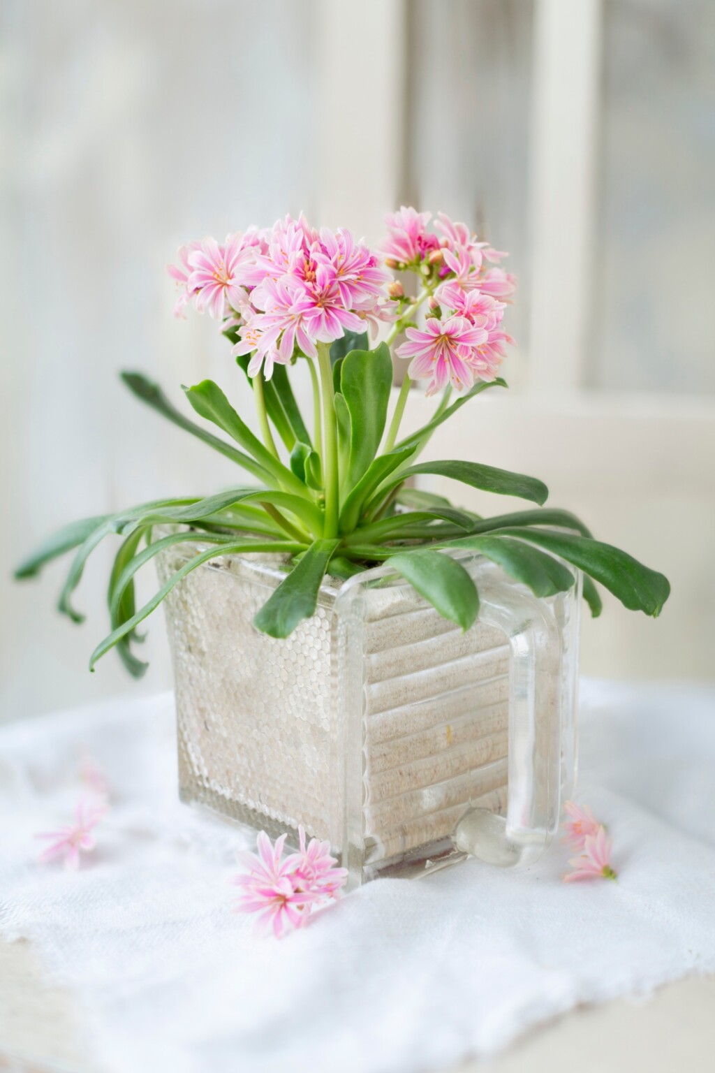 Cvijet Lewisia