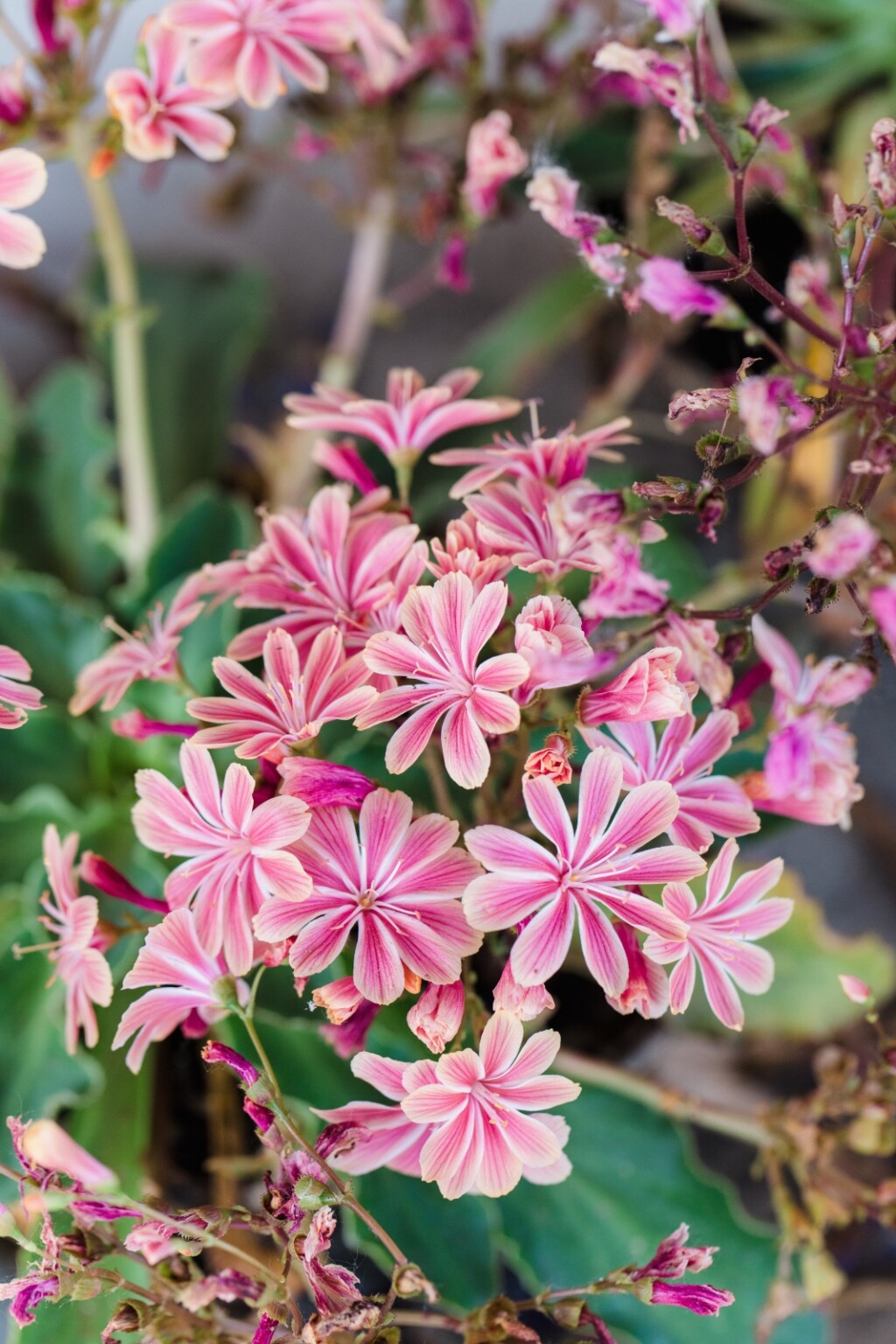 Cvijet Lewisia