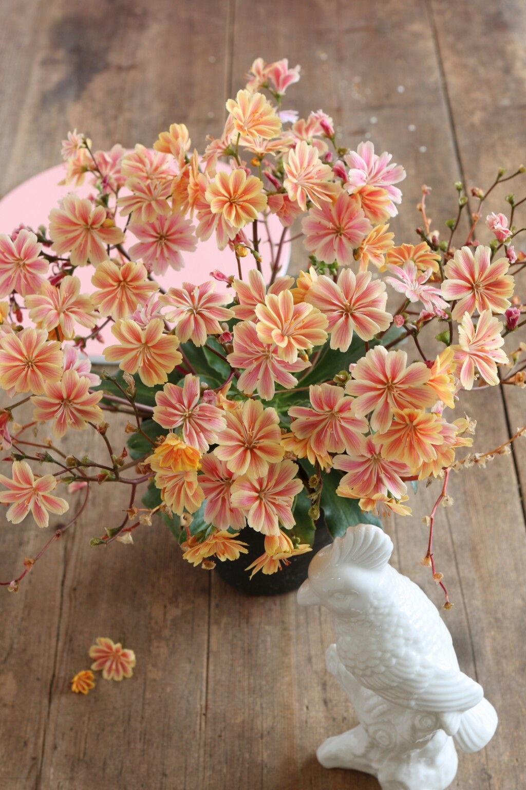 Cvijet Lewisia