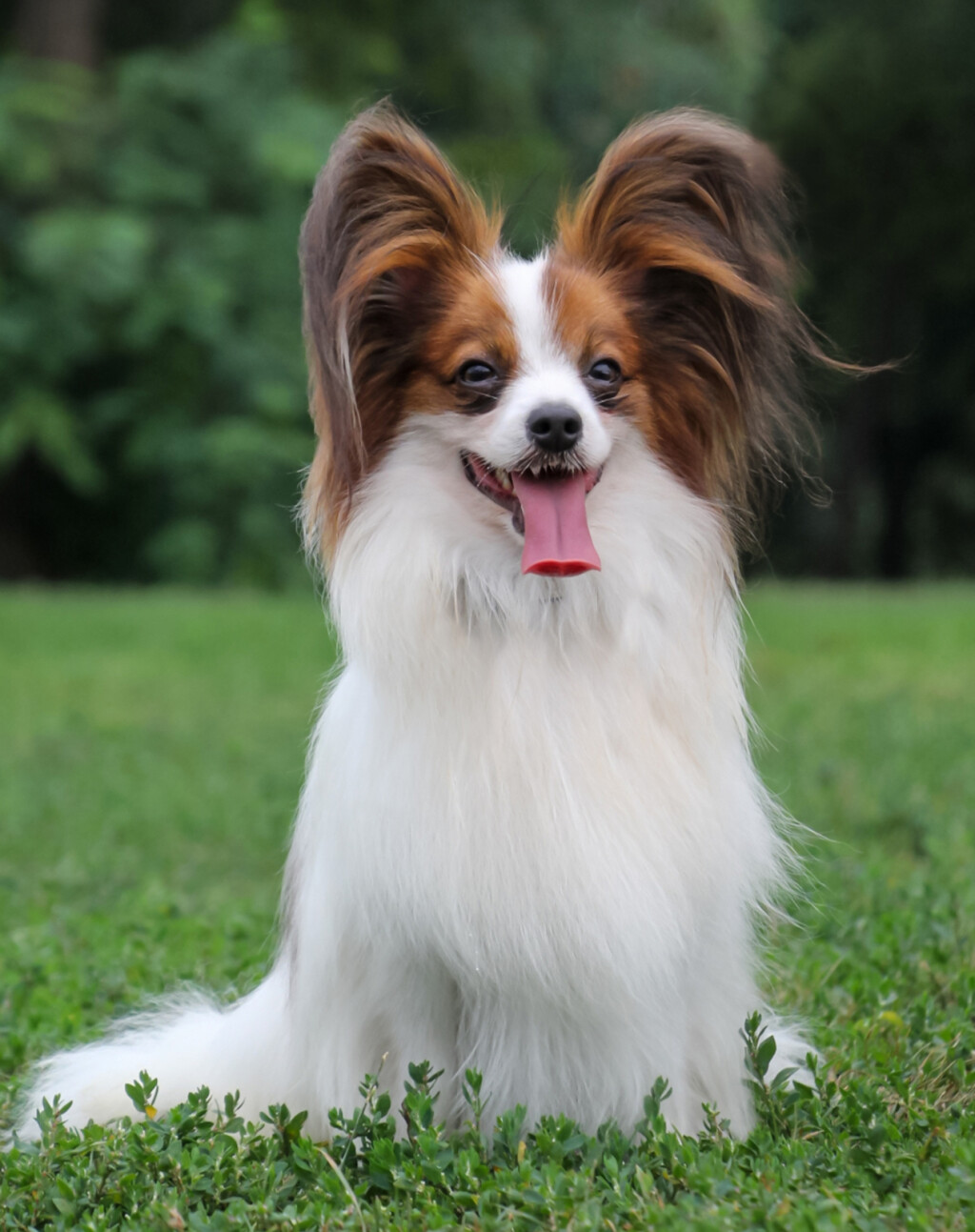 Patuljasti kontinentalni španijel (Papillon)