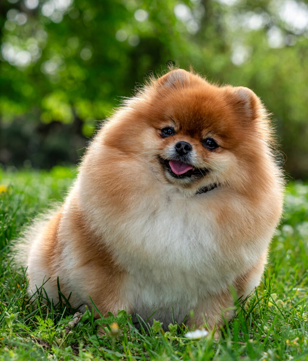 Pomeranac