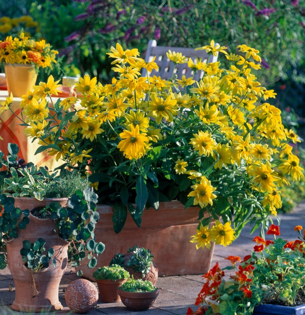 Rudbekija