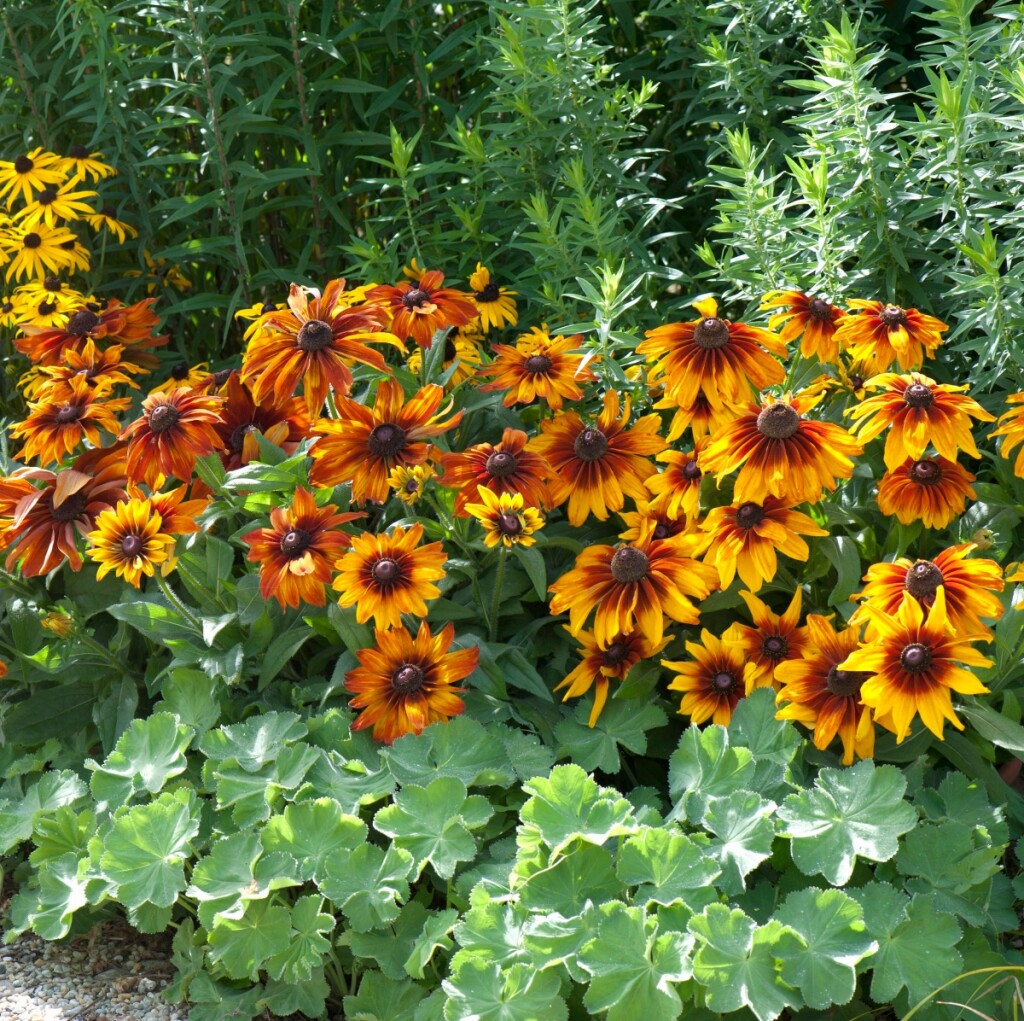 Rudbekija