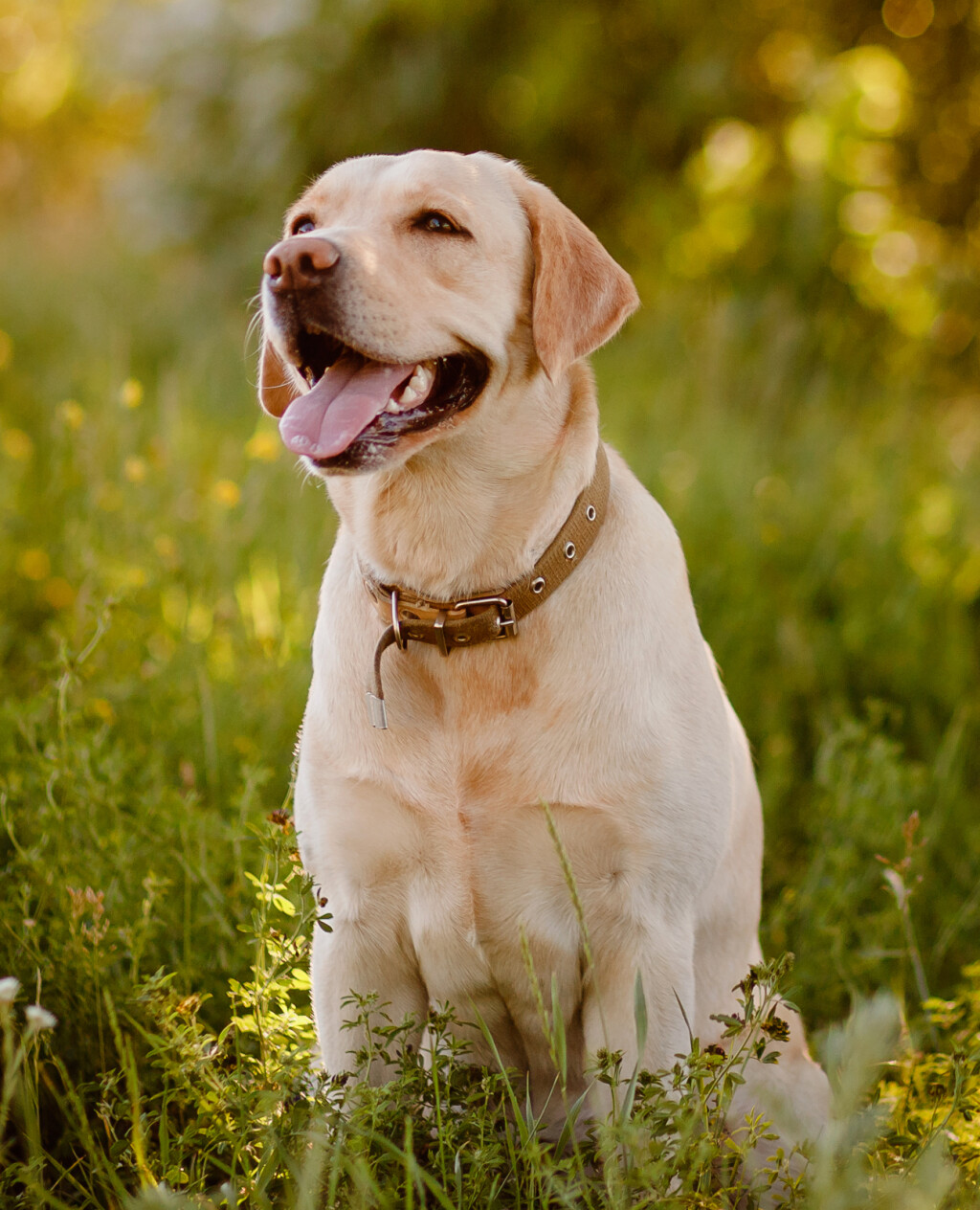 Labrador retriver