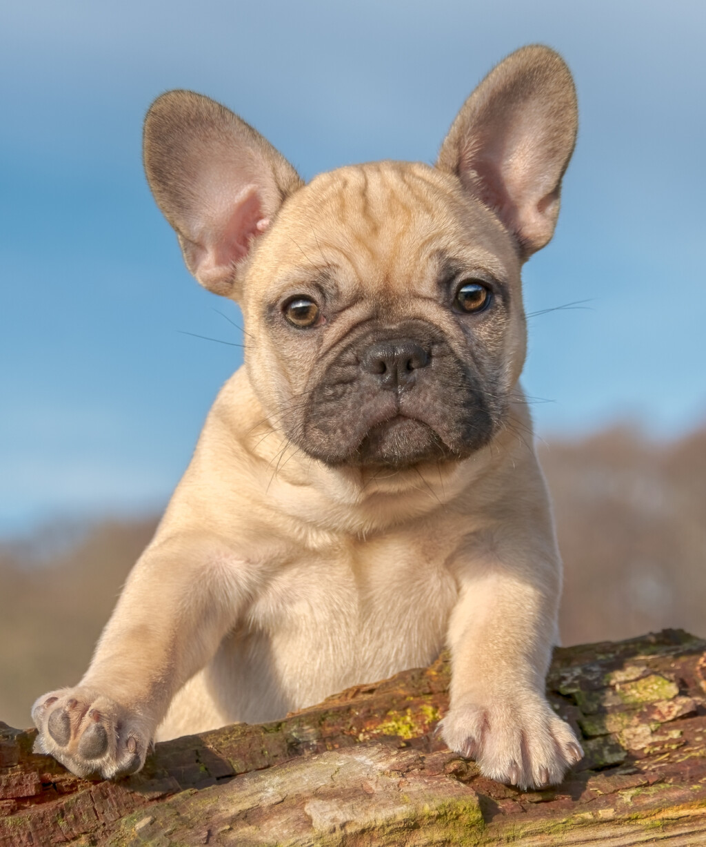 Francuski buldog