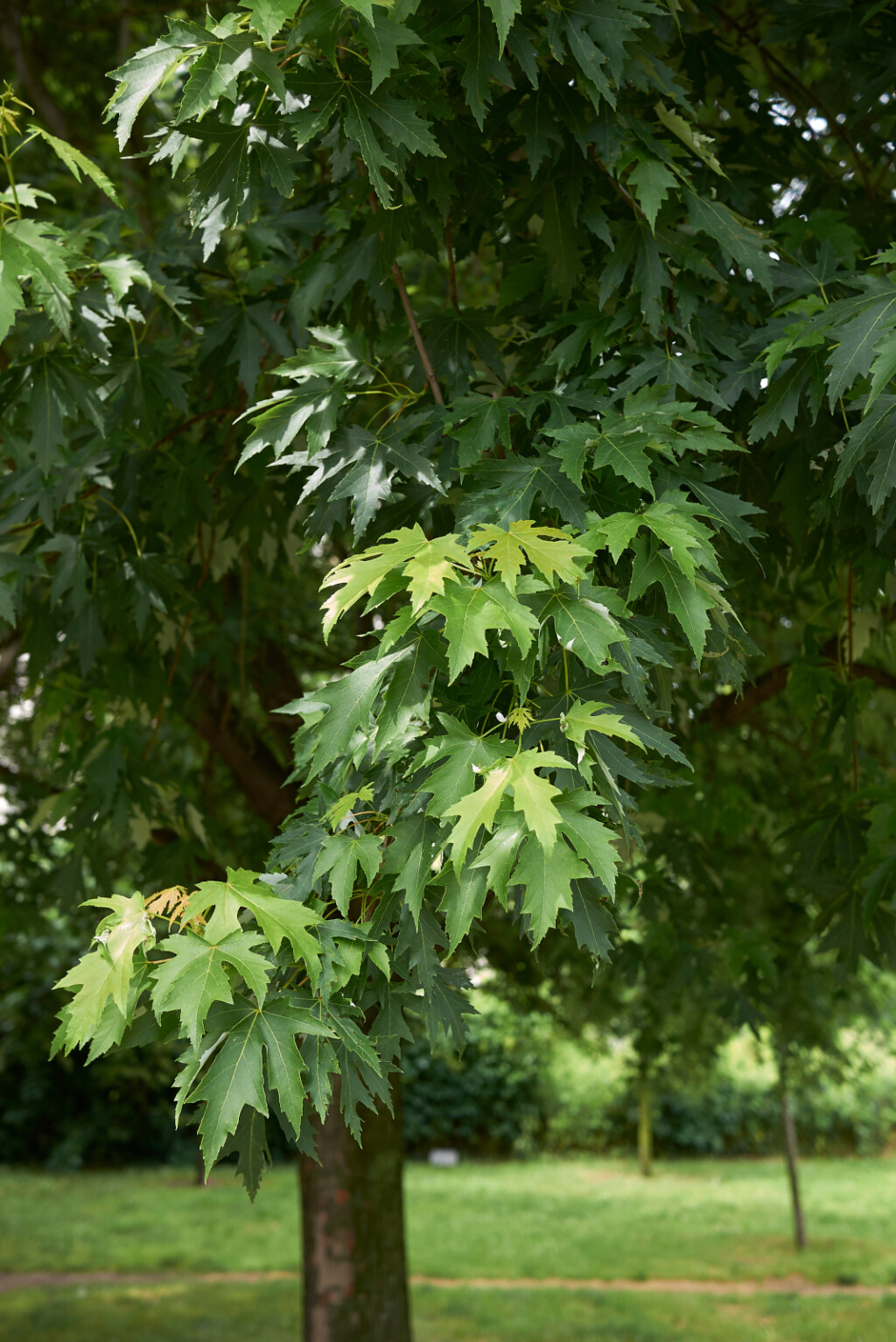 Srebrni javor (Acer saccharinum)