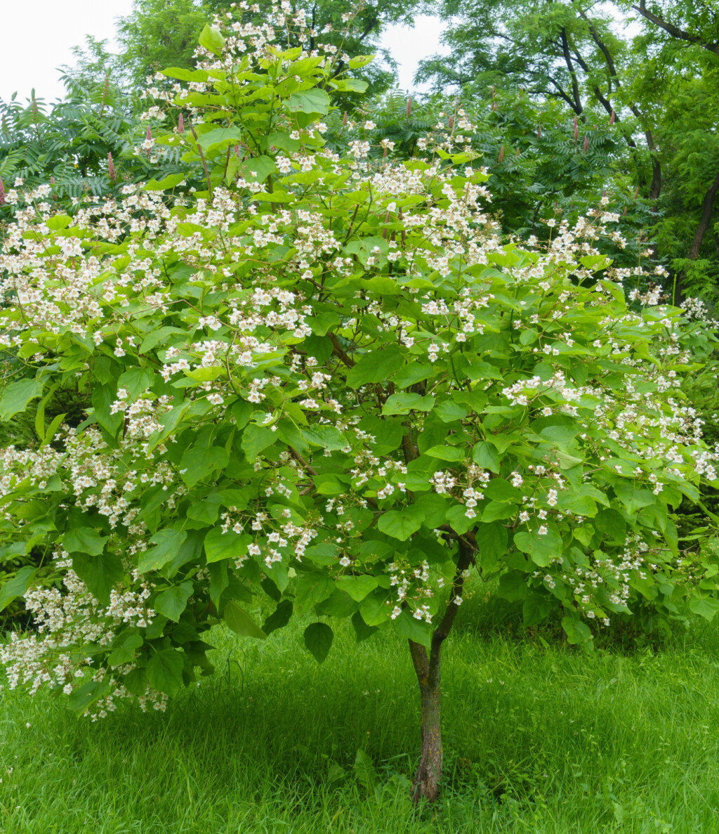 Catalpa (Catalpa bignonioides)