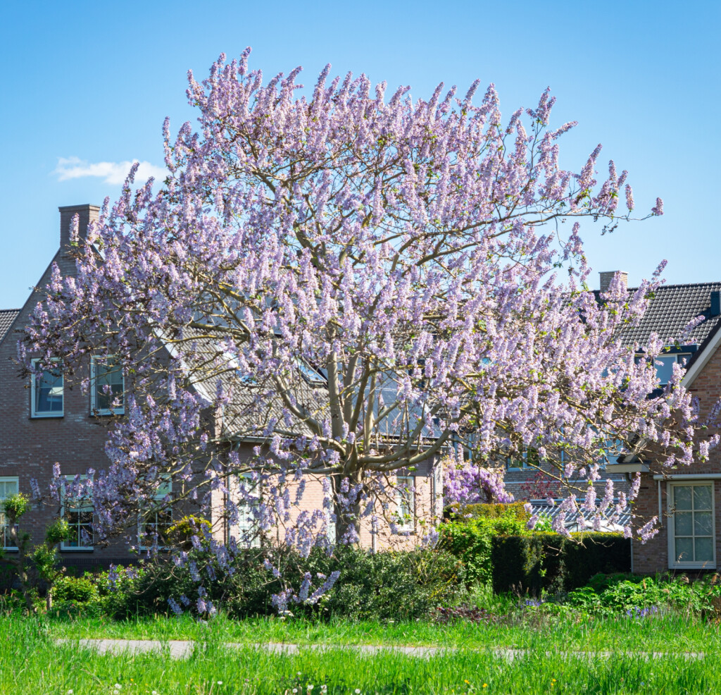 Paulovnija (Paulownia tomentosa)
